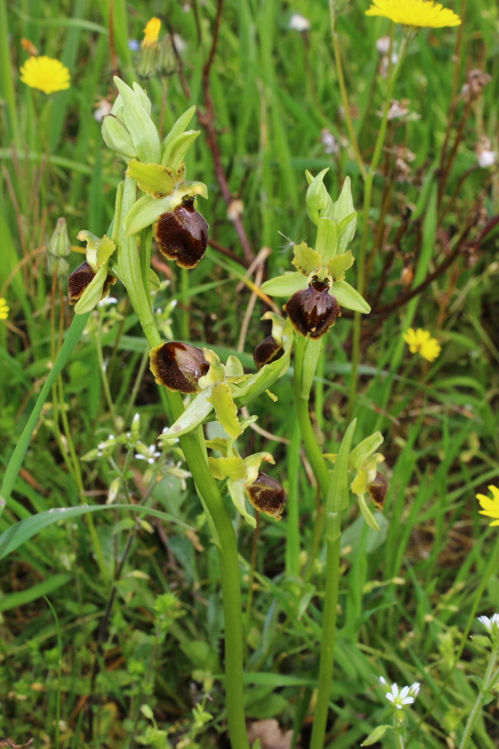 Ophrys da determinare ??